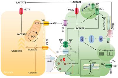 High lactic acid levels in the brain contribute to the generation of focal slowing on the electroencephalogram